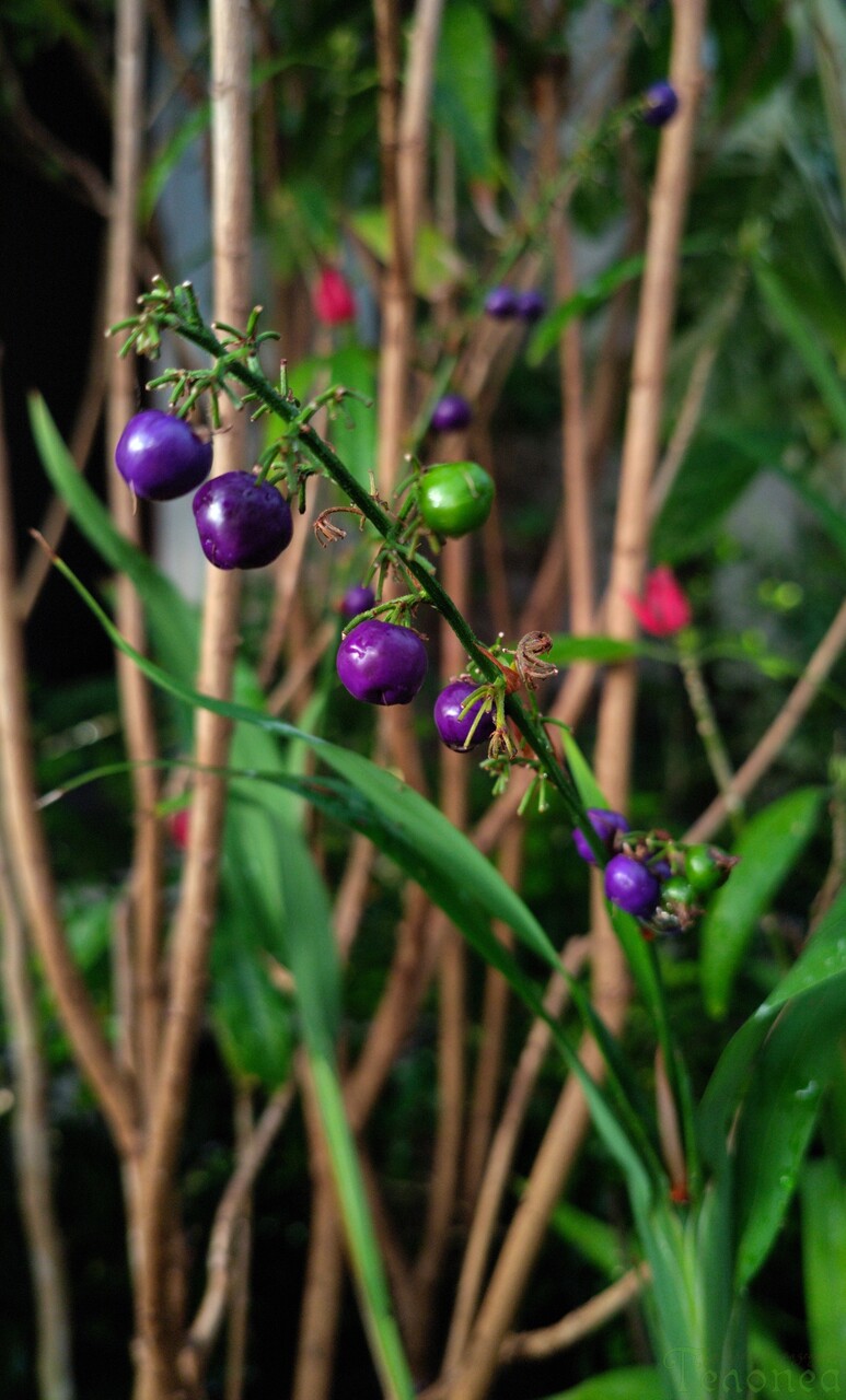 Дианела ензифолия Dianella ensifolia