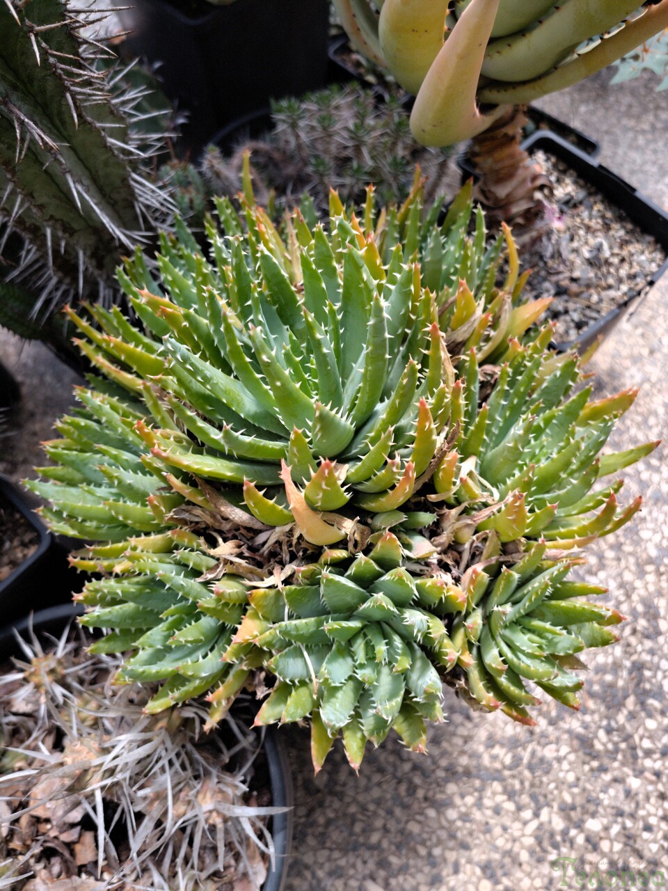 Алое бревифолия Aloe brevifolia