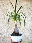 Nolina recurvata 