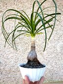 Nolina recurvata 