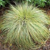 Carex albula